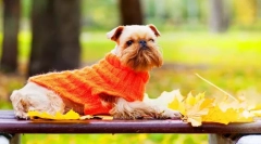 Griffon kutya (fotó): bájos fidet